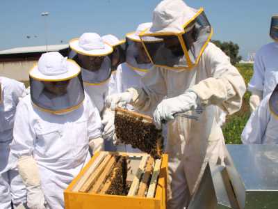 Le api pungono solo se qualcuno mette in pericolo la loro �casa�. Tutti gli apicoltori si proteggono con delle tute, anche se il segreto � riuscire a ingraziarsi gli animali, imparando a vivere in simbiosi con loro e adeguando i propri ritmi e movimenti a quelli degli insetti